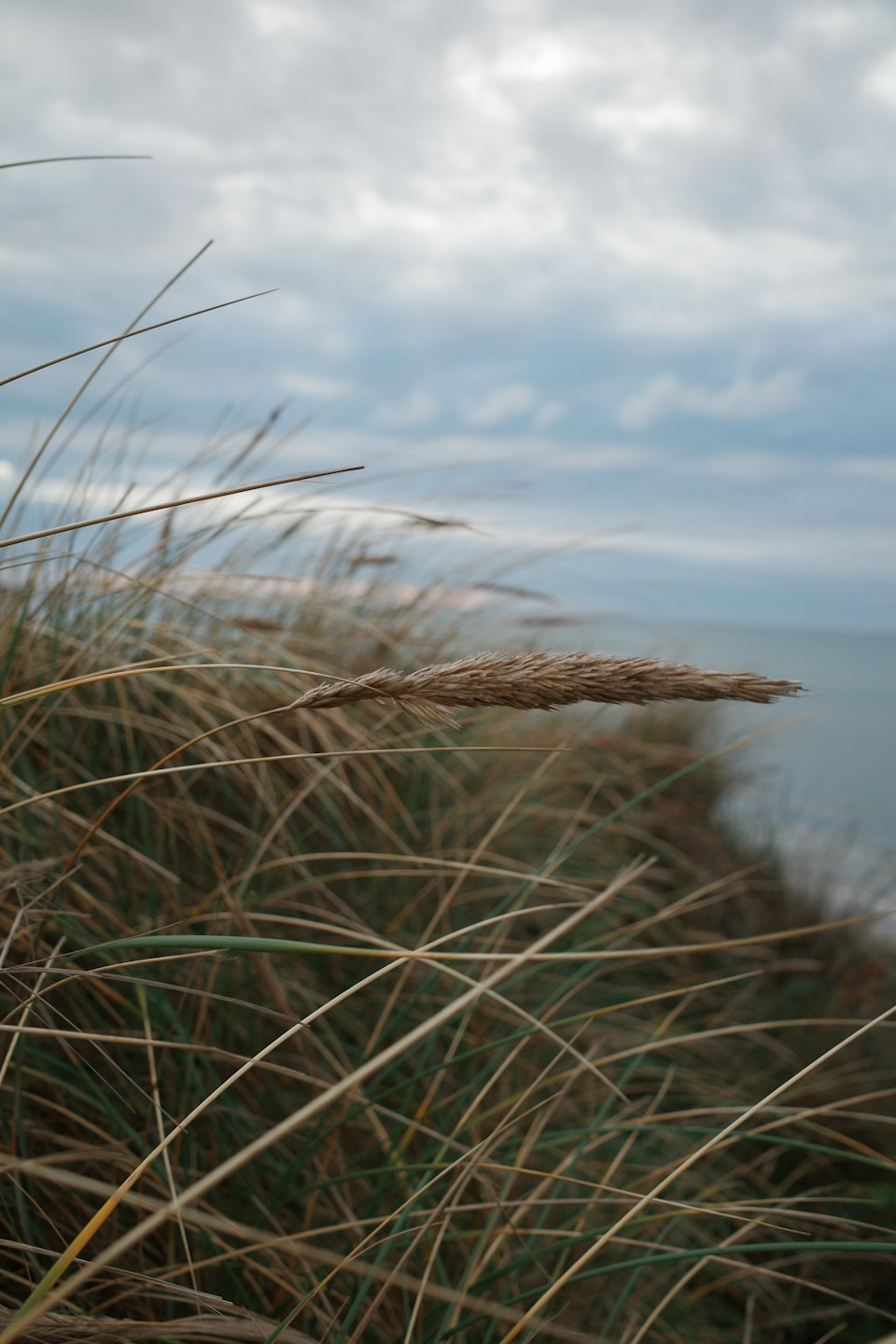 Dünengras an der Küste bei Skallerup Klit, Dänemark
