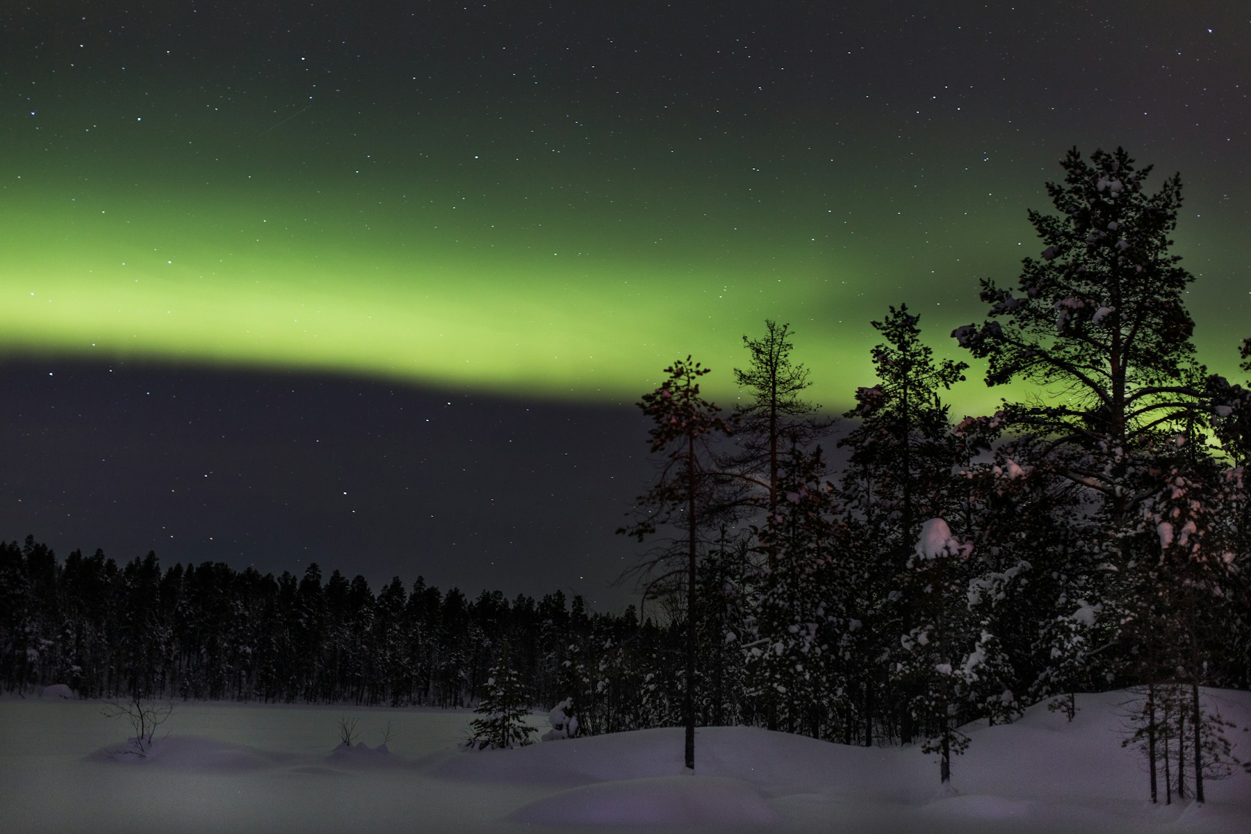 Grünes Nordlicht über verschneiten Bäumen bei Inari, Finnland