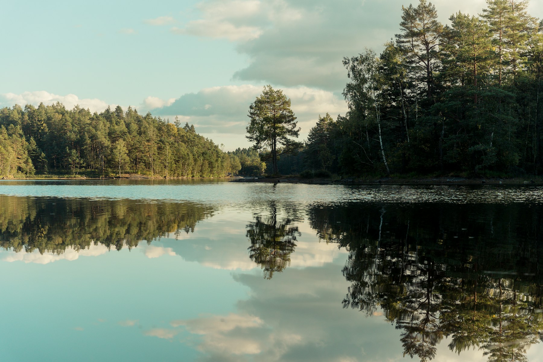 Wald und ruhiges Wasser im Vättlefjäll bei Surte, Schweden